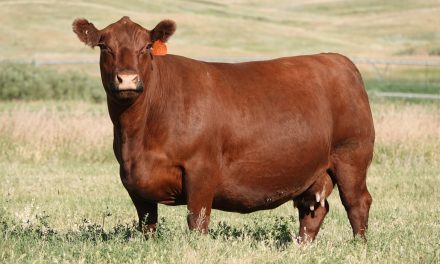 Red Angus Embryos For Sale:  SB10-3073