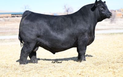 Angus Semen For Sale:  SB10-3558