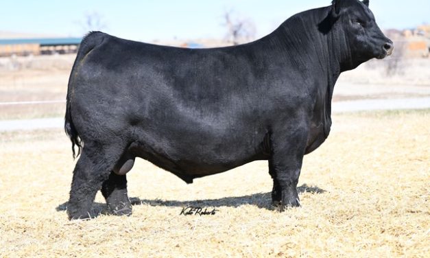 Angus Semen For Sale:  SB10-3549