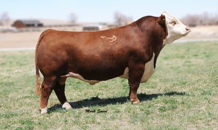 Hereford Semen For Sale:  SB10-3431