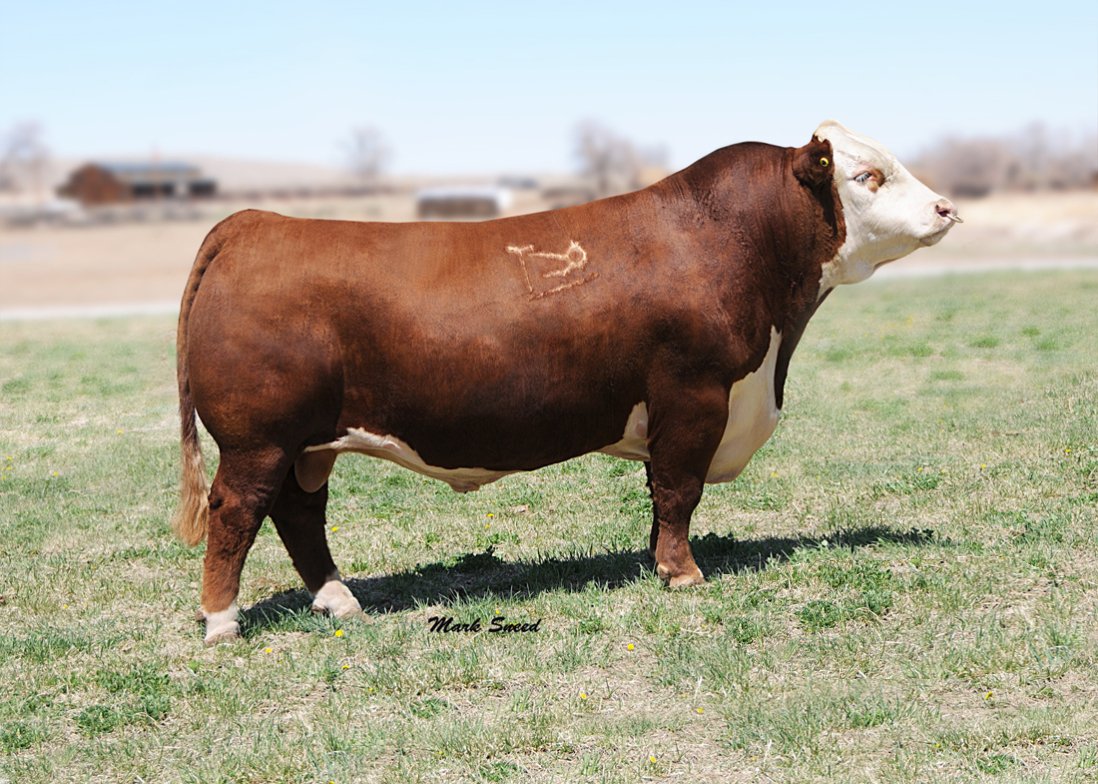 RST-TIMES-WASTIN-0124-014HH00108Bull