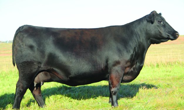 Angus Embryos For Sale:  SB10-3427