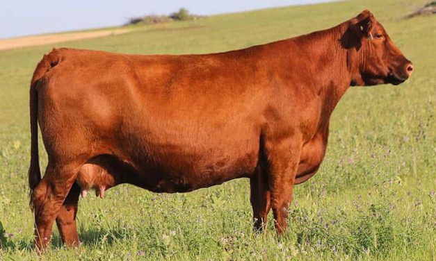Red Angus Embryos For Sale:  SB10-3414