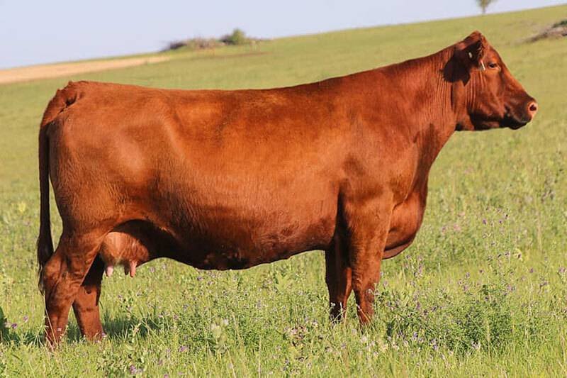 STRA Cherebal 305