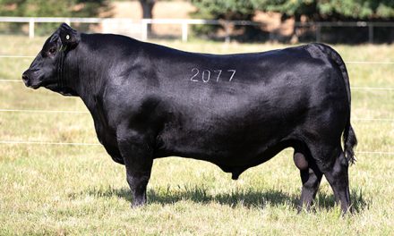 Angus Semen For Sale:  SB10-3448