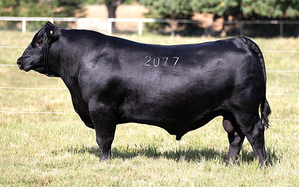 Angus Semen For Sale:  SB10-3448