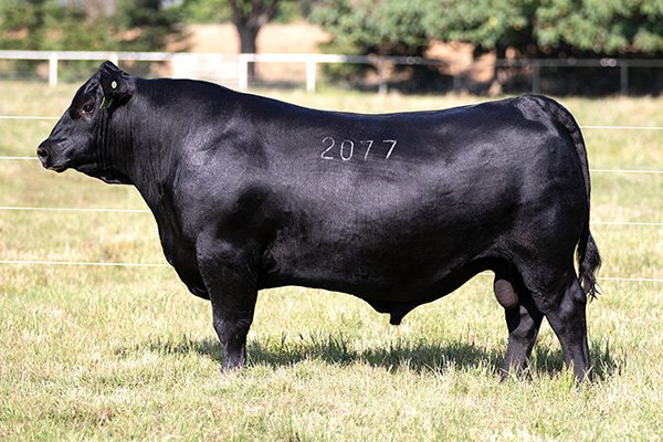 Salvation 2077 Sale Book Pic