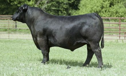 Angus Semen For Sale:  SB10-3416
