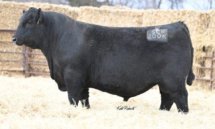 Angus Semen For Sale:  SB10-3439
