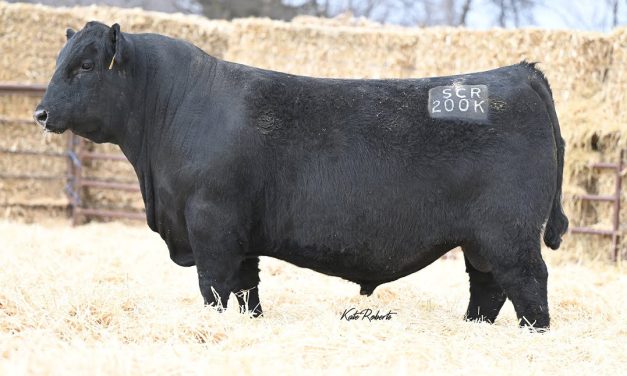 Angus Semen For Sale:  SB10-3439