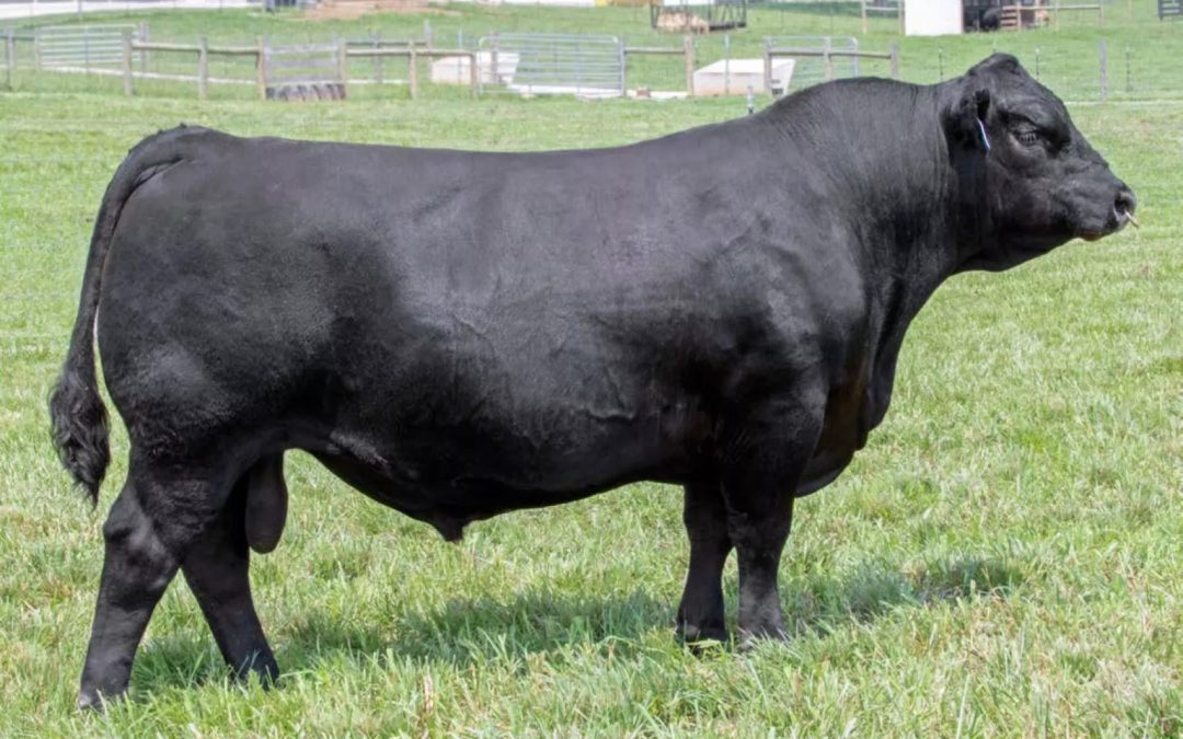 Angus Semen For Sale:  SB10-3961