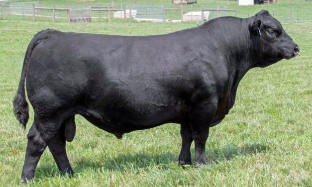 Angus Semen For Sale:  SB10-3441