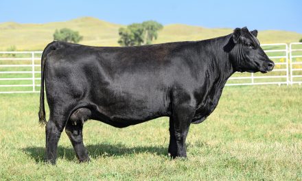 Angus Embryos For Sale:  SB10-3440