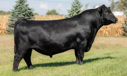 Angus Semen For Sale:  SB10-4077