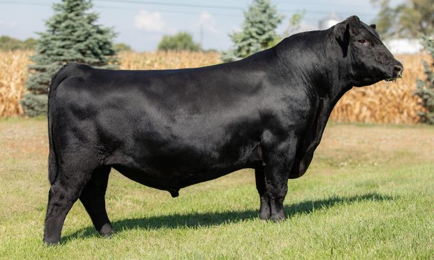 Angus Semen For Sale:  SB10-4077