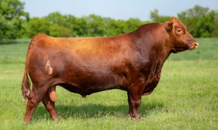 Red Angus Embryos For Sale:  SB10-3471