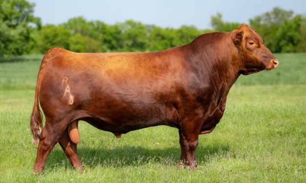 Red Angus Embryos For Sale:  SB10-3471