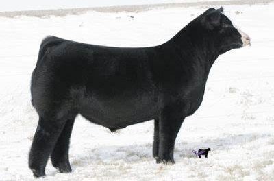 Club Calf Semen Wanted:  SB10-3485
