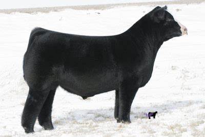 Club Calf Semen Wanted:  SB10-3485