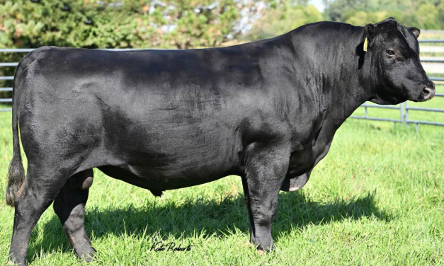 Angus Embryos For Sale:  SB10-3550