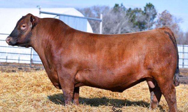 Red Angus Semen For Sale:  SB10-3475