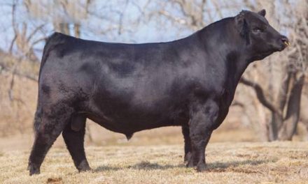 Angus Semen For Sale:  SB10-3477