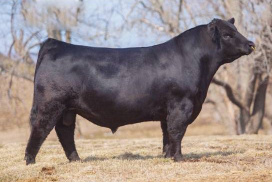 Angus Semen For Sale:  SB10-3477