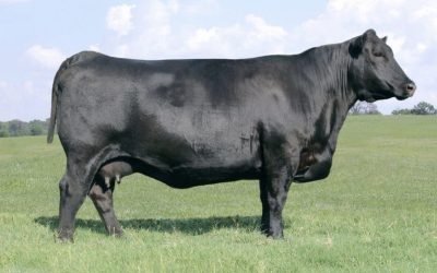 Angus Embryos For Sale:  SB10-3464