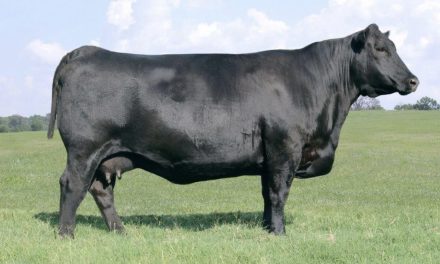 Angus Embryos For Sale:  SB10-3464