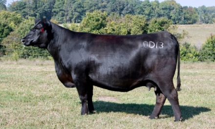 Angus Embryos For Sale:  SB10-3364