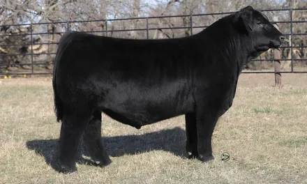 Simmental Semen For Sale:  SB10-3468