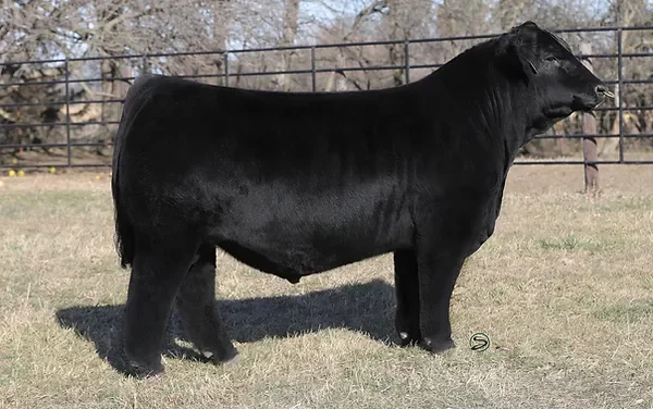 Simmental Semen For Sale:  SB10-3468