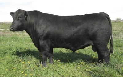 Angus Semen For Sale:  SB10-3479