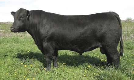 Angus Semen For Sale:  SB10-3479