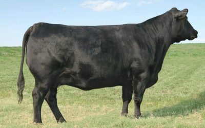 Angus Embryos For Sale:  SB10-3465