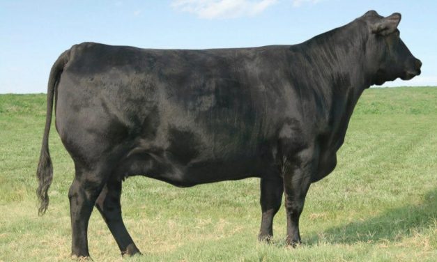 Angus Embryos For Sale:  SB10-3465