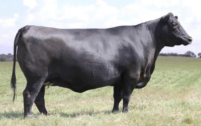 Angus Embryos For Sale:  SB10-3463
