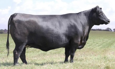 Angus Embryos For Sale:  SB10-3463
