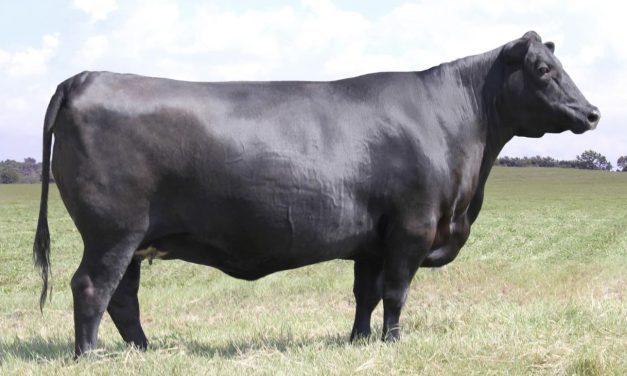 Angus Embryos For Sale:  SB10-3463