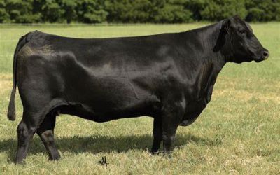Angus Embryos For Sale:  SB10-3462
