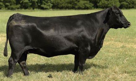 Angus Embryos For Sale:  SB10-3462