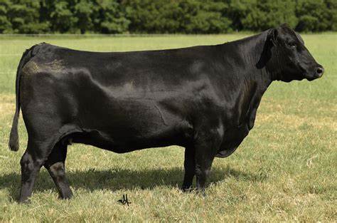 Angus Embryos For Sale:  SB10-3462