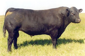 NBH_Polled_Energizer_688