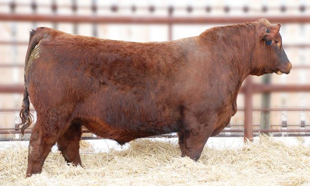Red Angus Semen Wanted:  SB10-3467