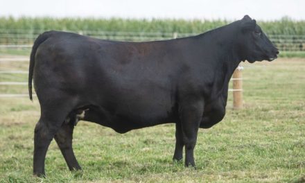 Angus Embryos For Sale:  SB10-3470
