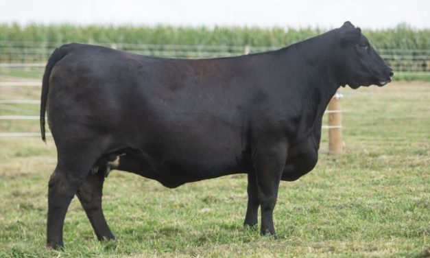 Angus Embryos For Sale:  SB10-3470