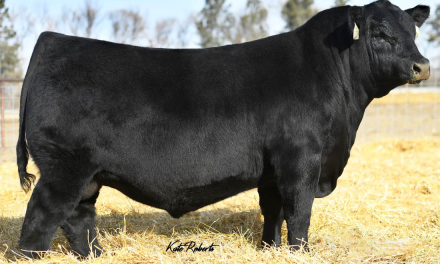 Angus Embryos For Sale:  SB10-3944