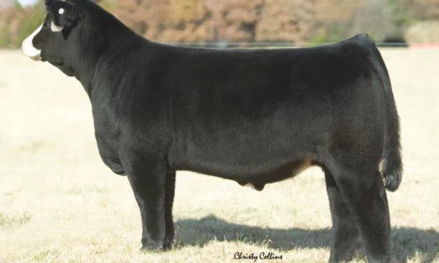 Simmental Semen For Sale:  SB10-3838