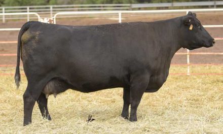 Angus Embryos For Sale:  SB10-3474