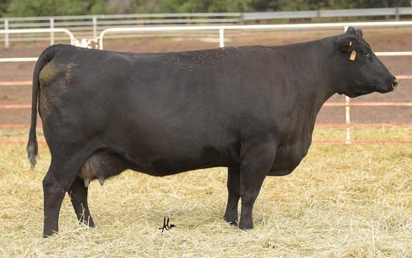 Angus Embryos For Sale:  SB10-3474